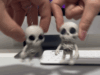 ⁦Skeleton Figlitz⁩ - الصورة ⁦3⁩